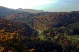 Pfälzerwald im Herbst (1)