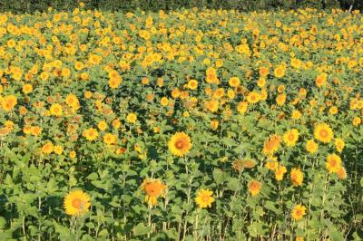 Möge jede Sonnenblume für ein Jahr Frieden stehen.